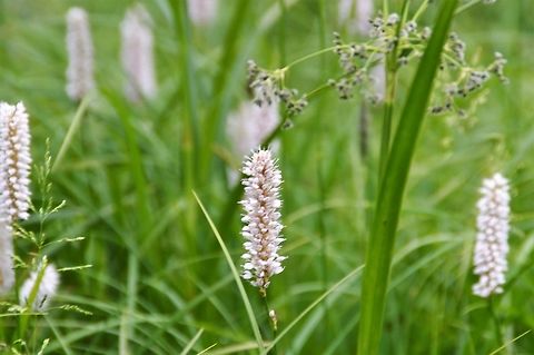 Wiesenknöterich,_Bistorta_officinalis1  Bistorta officinalis,Geotagged,Germany,Spring