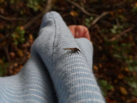 Deer Fly http://en.wikipedia.org/wiki/Lipoptena_cervi Fall,Geotagged,Germany,Lipoptena cervi