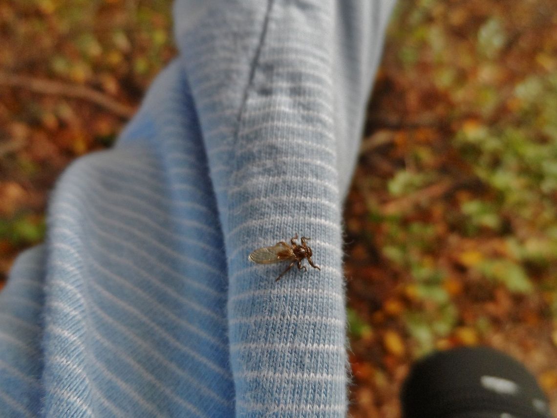 Deer Fly <a href="http://en.wikipedia.org/wiki/Lipoptena_cervi" rel="nofollow">http://en.wikipedia.org/wiki/Lipoptena_cervi</a> Fall,Geotagged,Germany,Lipoptena cervi