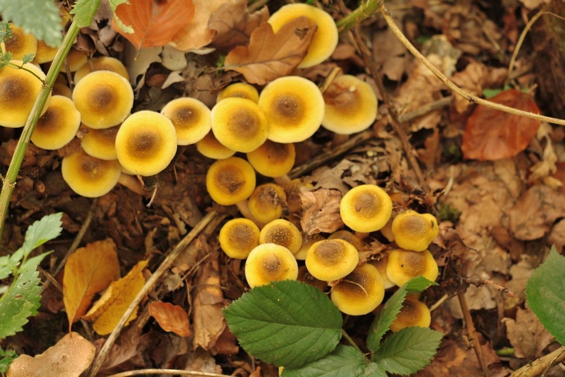 IMG_9237  Fall,Geotagged,Germany,Hypholoma fasciculare,Sulphur tuft,fungi