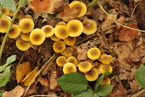 IMG_9237  Fall,Geotagged,Germany,Hypholoma fasciculare,Sulphur tuft,fungi