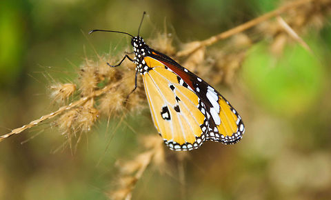 Hang in there!!!!!!!!  African Monarch,Butterfly,Danaus chrysippus,Geotagged,India,Macro