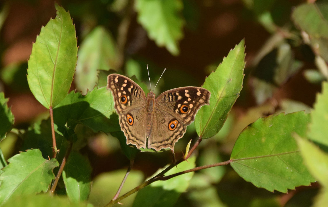 having a nice sun bath!!!!  Butterfly,Geotagged,India,Junonia lemonias,Lemon Pansy,Macro