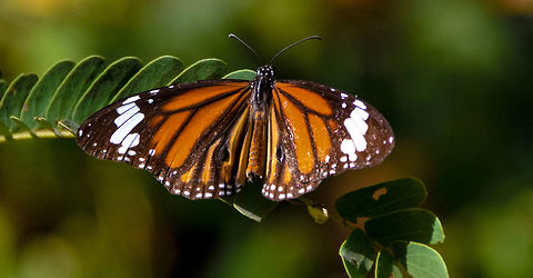 desperately need a bath!!!!!  Butterfly,Common Tiger,Danaus genutia,Geotagged,India,Macro