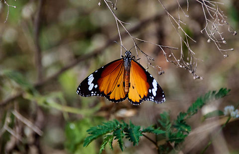 she's beautiful  !!!!!!  African Monarch,Butterfly,Danaus chrysippus,Geotagged,India,Macro