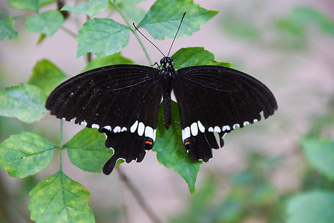 Common Mormon.....  Common Mormon,Geotagged,India,Papilio polytes