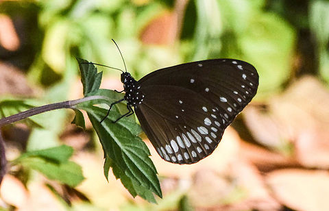 common indian crow  Common Crow,Euploea core,Geotagged,India,butterfly,common indian crow,macro