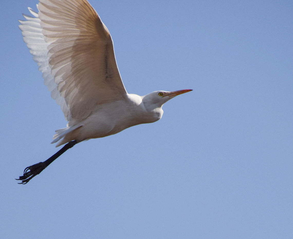wish i too had wings !!!!!!!!!!  Bubulcus ibis,Cattle Egret,Egret,Geotagged,India,bird,birds,wildlife