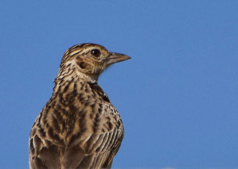 watch me please!!!!!  Birds,Geotagged,India,Indian bush lark,Mirafra erythroptera,sparrow,wildlife