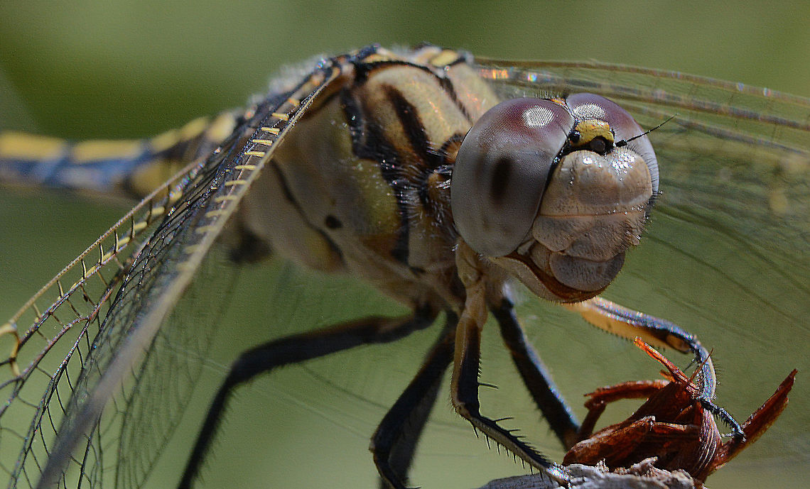 Smile Of A Dragon Blue Skimmer (Orthetrum caledonicum) Taken with a Nikon 55- 250 zoom and a set of cheap extension tubes which combined is a lot cheaper than a dedicated macro lens and more versatile because of the zoom range plus the use of different sized extension tubes varying the magnification.  Australia,Blue skimmer,Geotagged,Orthetrum caledonicum,Spring