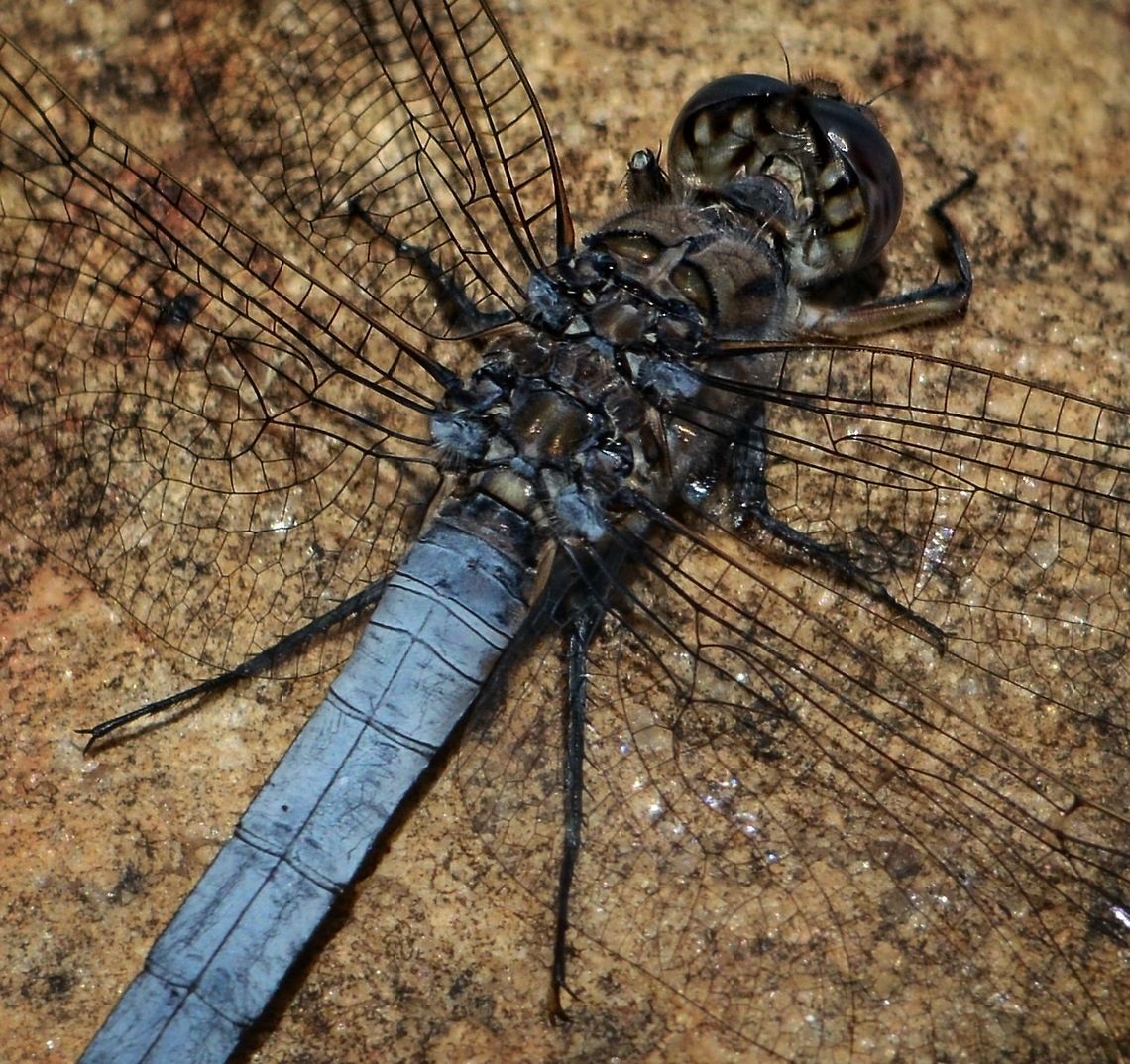 Steel Blue Dragon Blue Skimmer (Orthetrum caledonicum) Taken with an old Sigma 150-500 zoom at the side of a lake in Black Duck Reserve Murrumba Downs, luckily it stayed still long enough to get just one shot! Australia,Blue skimmer,Geotagged,Orthetrum caledonicum,Spring