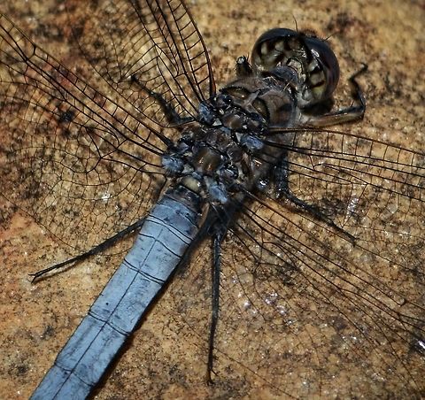 Steel Blue Dragon Blue Skimmer (Orthetrum caledonicum) Taken with an old Sigma 150-500 zoom at the side of a lake in Black Duck Reserve Murrumba Downs, luckily it stayed still long enough to get just one shot! Australia,Blue skimmer,Geotagged,Orthetrum caledonicum,Spring