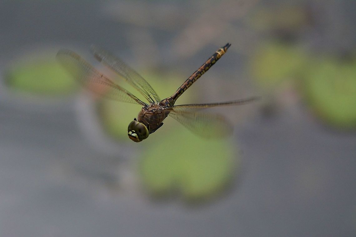 Apache I took this on a very hot afternoon at a place called the Black Duck Reserve a series of joined small lakes, at a small inlet there where dozens of Dragonfly's of at least 4 varieties! but trying to get a good shot of them when they are zig-zagging in front of you can be frustrating at the least, but with lots of patience and an old sigma 150-500 zoom using manual focus I sometimes get a half decent one.<br />
<br />
Mark Australia,Australian Emperor Dragonfly,Geotagged,Hemianax papuensis,Spring