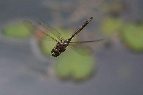 Apache I took this on a very hot afternoon at a place called the Black Duck Reserve a series of joined small lakes, at a small inlet there where dozens of Dragonfly's of at least 4 varieties! but trying to get a good shot of them when they are zig-zagging in front of you can be frustrating at the least, but with lots of patience and an old sigma 150-500 zoom using manual focus I sometimes get a half decent one.

                                       Mark Australia,Australian Emperor Dragonfly,Geotagged,Hemianax papuensis,Spring