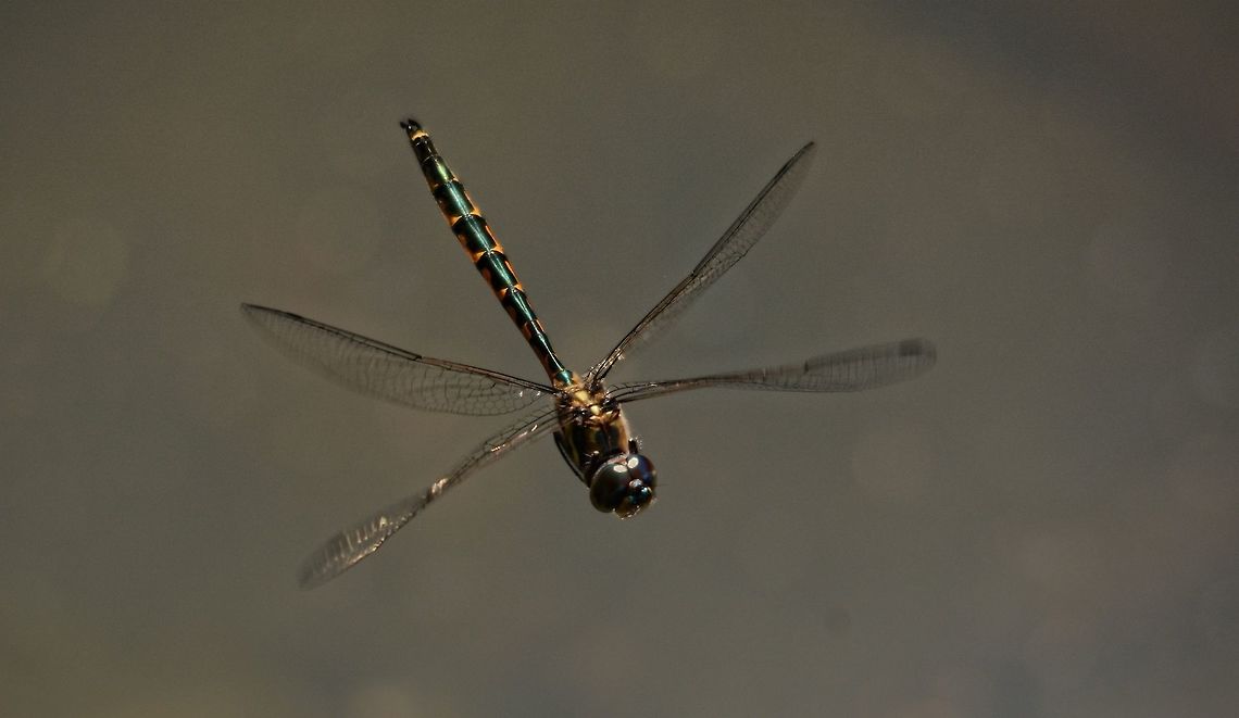 Dragon Flight When viewing a Dragonfly in flight through a high powered zoom (if they hover in one spot long enough to get on focus, not very often!) their whole bodies vibrate so rapidly because of wing movement that it is hard to believe that they can fly so efficiently and pinpoint prey with such accuracy, they are amazing creatures. Australia,Geotagged,Hemicordulia australiae,Spring