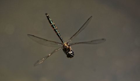 Dragon Flight When viewing a Dragonfly in flight through a high powered zoom (if they hover in one spot long enough to get on focus, not very often!) their whole bodies vibrate so rapidly because of wing movement that it is hard to believe that they can fly so efficiently and pinpoint prey with such accuracy, they are amazing creatures. Australia,Geotagged,Hemicordulia australiae,Spring