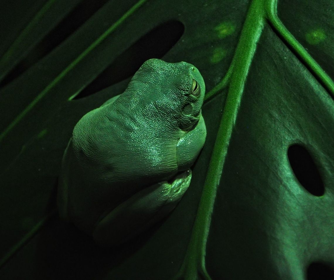 Time To Reflect This beautiful specimen of a Dumpy tree frog was taken at Taronga zoo in Sydney and I was lucky to get the last rays of the evening sun in just the right place to achieve the soft but reflective light. Australia,Australian green tree frog,Geotagged,Litoria caerulea,Winter