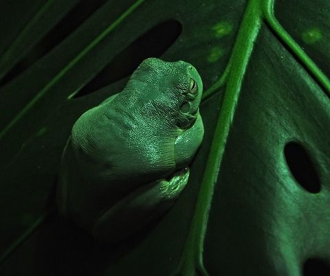 Time To Reflect This beautiful specimen of a Dumpy tree frog was taken at Taronga zoo in Sydney and I was lucky to get the last rays of the evening sun in just the right place to achieve the soft but reflective light. Australia,Australian green tree frog,Geotagged,Litoria caerulea,Winter