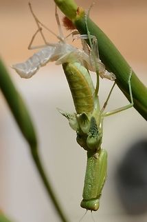 Emerging I had been watching and photographing this mantid for a few months in my back yard and it would walk onto my hand quite willingly all the time moving its head in extreme angles checking me out and the world around us, they have very good vision and can see much further than they need to catch their prey, when this one went through its final moult and its wings were fully formed it flew away. Australia,Australian Green Mantis,Geotagged,Orthodera ministralis,Winter