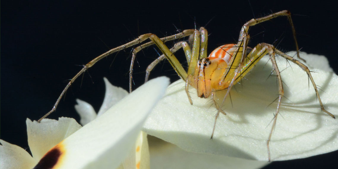 On the Prowl Gorgeous spider hunting for just about anything it can hold onto including bees and wasps! Hunts like a cat sneaks up on the prey then jumps on it very rapidly, only uses webs as safety lines just in case it misses the jump.  Oxyopes macilentus