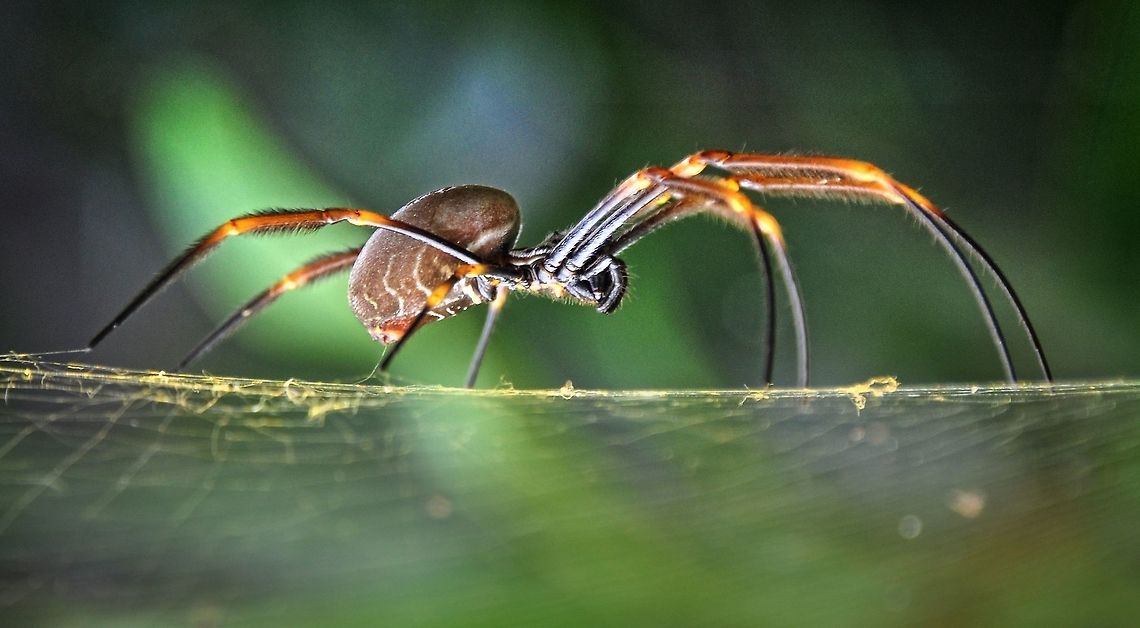 Bruce A rather large Orb Weaver this was taken at the side of the road with a lot of other just as large spiders all around me which was a little unnerving at best especially as I needed to get quite close to get the shot I wanted and ended up with. Australia,Nephila plumipes