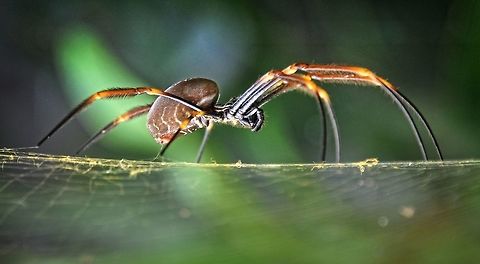 Bruce A rather large Orb Weaver this was taken at the side of the road with a lot of other just as large spiders all around me which was a little unnerving at best especially as I needed to get quite close to get the shot I wanted and ended up with. Australia,Nephila plumipes