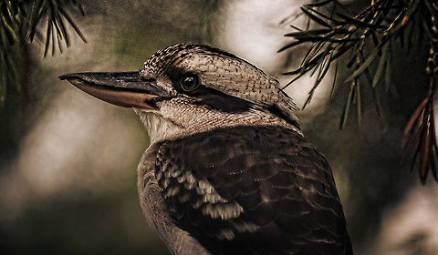 Iconic Kookaburra Taken from my car this beautiful bird was sitting on the fence watching the world go by, a classic Australian. Australia,Dacelo novaeguineae,Fall,Geotagged,Laughing Kookaburra
