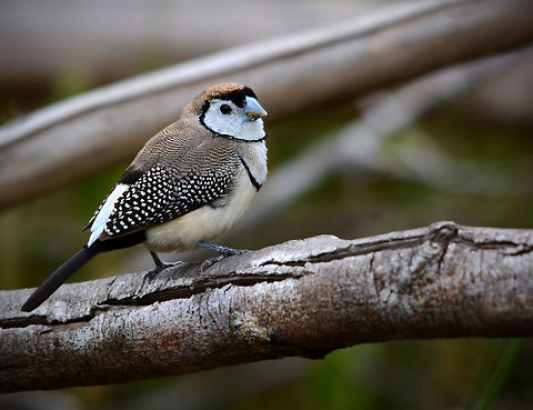 Double Barred Finch This lovely little bird taken next to the South Pine River at a place called Kombartcho Sanctuary a native species plant nursery in Queensland a very peaceful place where the wildlife is very rarely disturbed which is why this finch posed so nicely for me. Australia,Double-barred Finch,Geotagged,Spring,Taeniopygia bichenovii