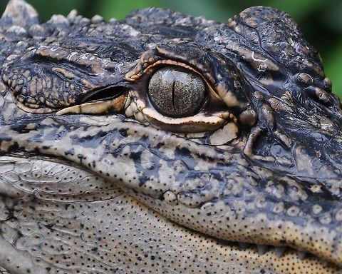 What's He Thinking Taken at Australia zoo this impressive Crocodile was being hand held by a keeper enabling me to get real close. Australia,Crocodylus johnsoni,Freshwater Crocodile,Geotagged,Winter