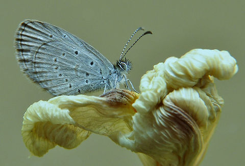 Dusky Blue A Blotched Dusky Blue a very small lovely butterfly taken in my backyard early one morning. Australia,Blue,Geotagged,Winter,animalia,butterfly,insecta,lepidoptera,lycaenidae,rhopalocera