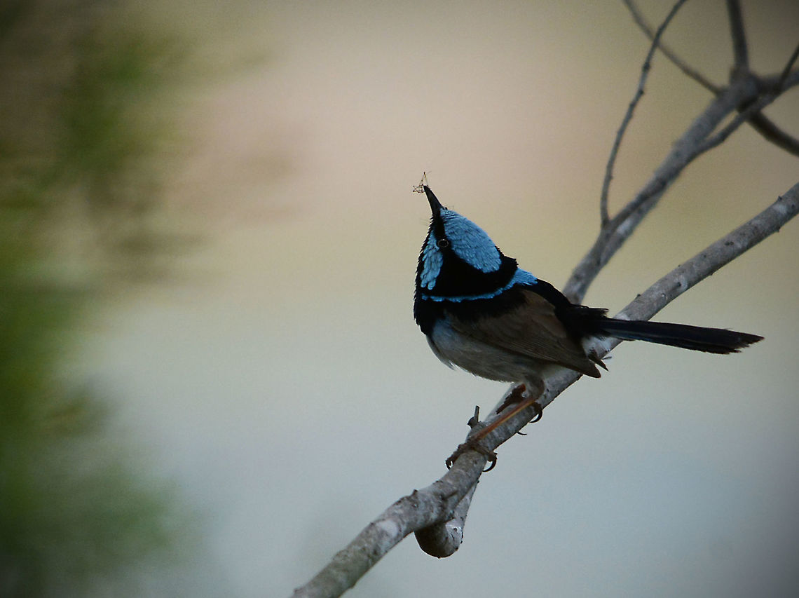 Superb Fairy Wren This beautiful little illusive bird took me 6 months to get a decent shot because it rarely stays in one place for more than half a second, taken with a 150-500 Sigma zoom on manual focus. Australia,Geotagged,Spring