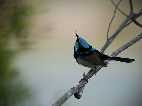 Superb Fairy Wren This beautiful little illusive bird took me 6 months to get a decent shot because it rarely stays in one place for more than half a second, taken with a 150-500 Sigma zoom on manual focus. Australia,Geotagged,Spring