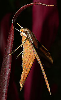 Hawk Moth Of Papua New Guinea Not sure about identifying this one, Elephant Hawk Moth Perhaps? Geotagged,Papua New Guinea,Spring,Theretra nessus
