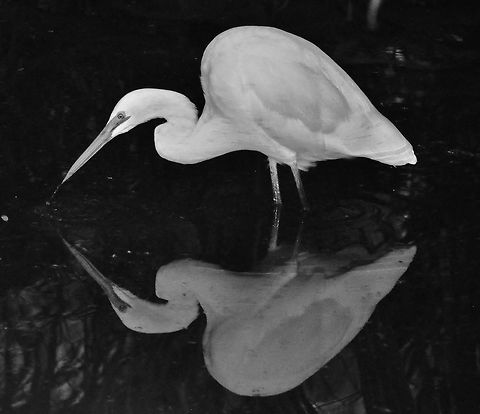 Black On White Eastern Great Egret fishing in a small dark lagoon in Australia zoo perfect conditions for some nice reflections.