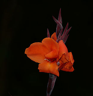 Papua New Guinea Wild Flower I have no idea what this beautiful flower could be, any help would be very appreciated! Geotagged,Papua New Guinea,Spring