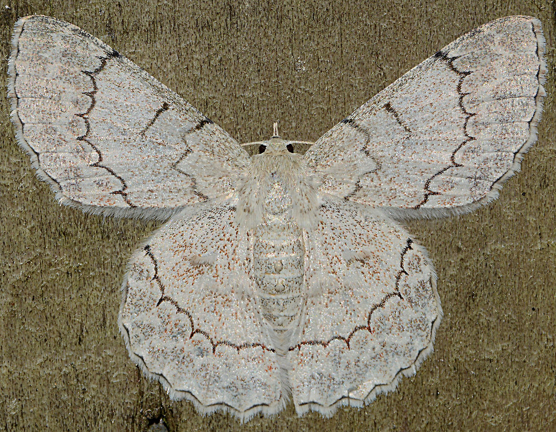 Large Flat White Looper Moth Of Papua new Guinea Geotagged,Papua New Guinea,Pingasa chlora,Spring