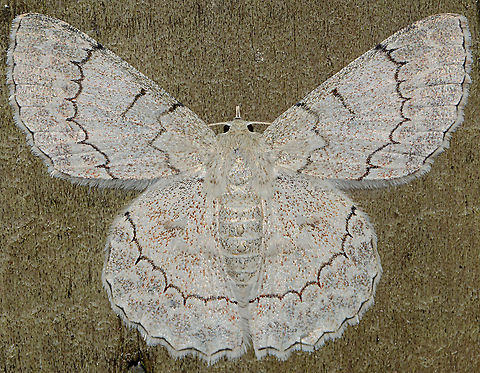 Large Flat White Looper Moth Of Papua new Guinea Geotagged,Papua New Guinea,Pingasa chlora,Spring