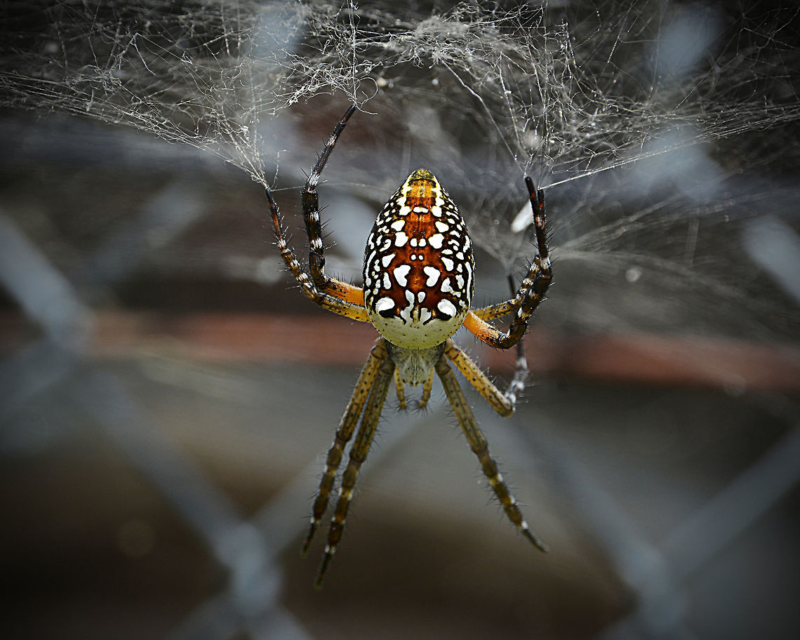 Arachnophobia An exotic spider from Papua New Guinea.  Cyrtophora moluccensis,Dome Tent Spider,Geotagged,Papua New Guinea,Spring