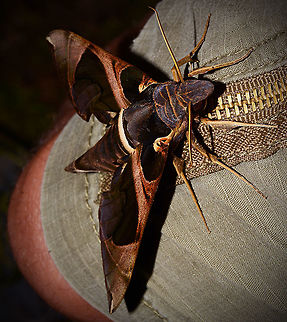 A very Large Hawk Moth I took this late at night in the rain under a bright light at an inland oil rig in Papua New Guinea there were dozens of them flying around some of which were bumping into my face (because they were so big it hurt!)  Daphnis moorei,Geotagged,Papua New Guinea,Spring