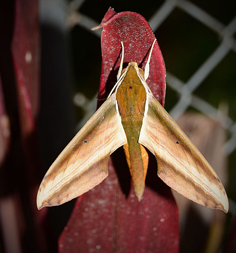 Top View Of Hawk Moth Of Papua New Guinea Not the best of images but good for further I.D of this Moth, keep in mind that the flash has burned out some of the colours and details. Geotagged,Moth Week 2018,Papua New Guinea,Spring,Theretra nessus,Yam Hawk Moth