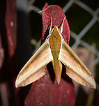 Top View Of Hawk Moth Of Papua New Guinea Not the best of images but good for further I.D of this Moth, keep in mind that the flash has burned out some of the colours and details. Geotagged,Moth Week 2018,Papua New Guinea,Spring,Theretra nessus,Yam Hawk Moth