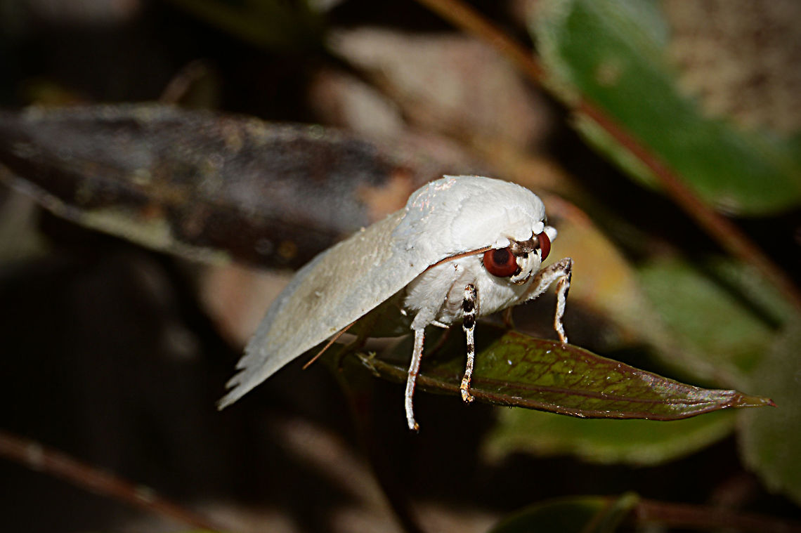 White Scaly Wing Another exotic moth taken in the Southern Highlands of Papua New Guinea Cryptophasa pultenae,Geotagged,Papua New Guinea,Spring