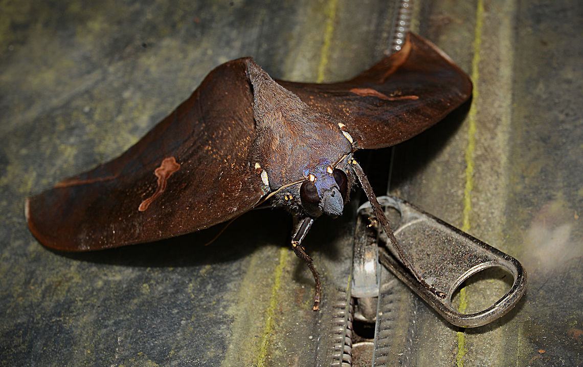 Dragon Leaf Moth of Papua New Guinea  Pink underwing Phyllodes Imperialis. This moth was the size of my hand with its wings closed, the zipper is off the side of a building not doing justice to the moths size! Geotagged,Moth Week 2018,Papua New Guinea,Phyllodes imperialis,Spring