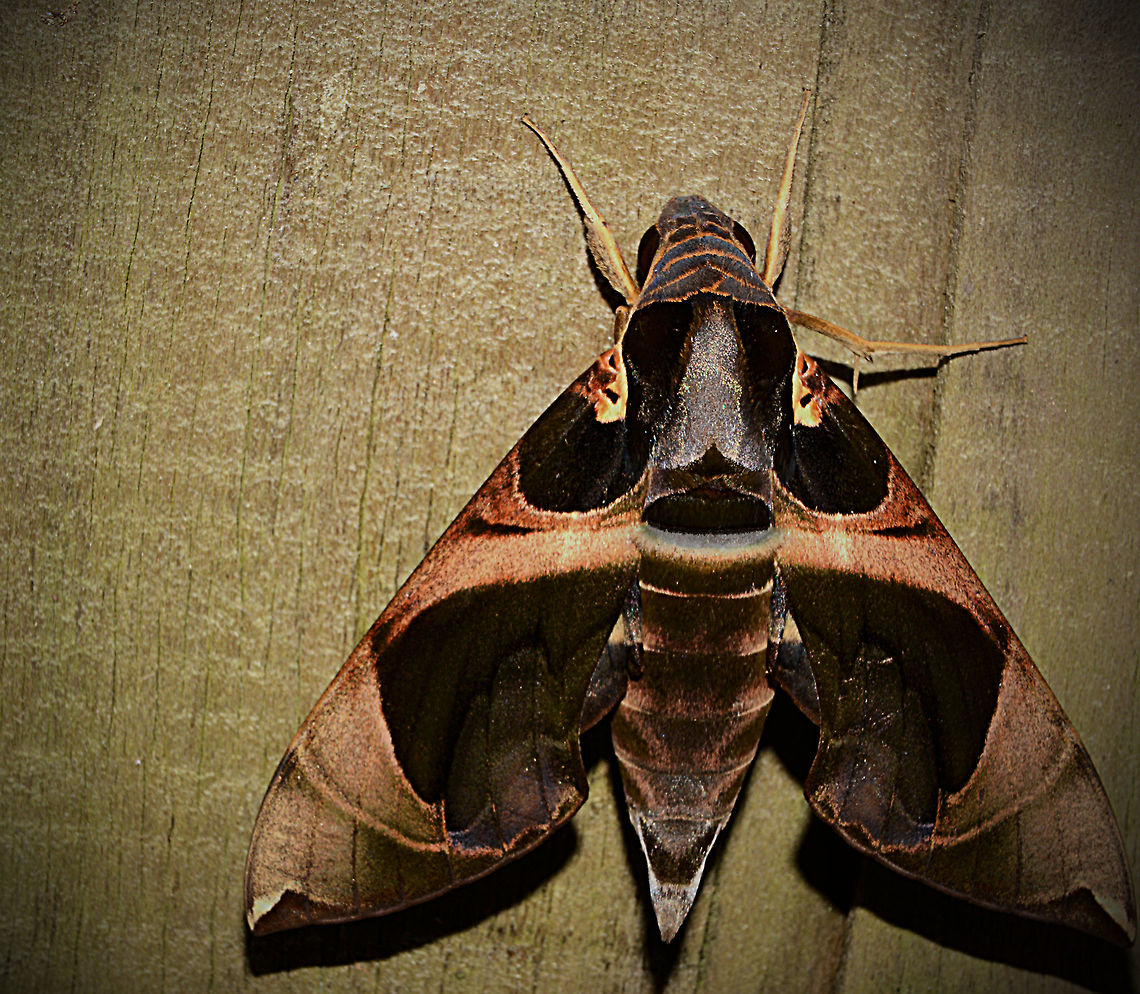 Daphnis moorei Another view of this gorgeous moth, Papua New Guinea is famous for its incredible birds of paradise but I think its Moths should get the same attention (moths of paradise lol) Daphnis moorei,Geotagged,Moth Week 2018,Papua New Guinea,Spring
