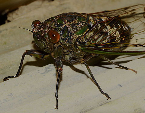 Gold Dusted Cicada Not sure on the identity of this one, taken in the southern highlands of Papua New Guinea. Cosmopsaltria papuensis