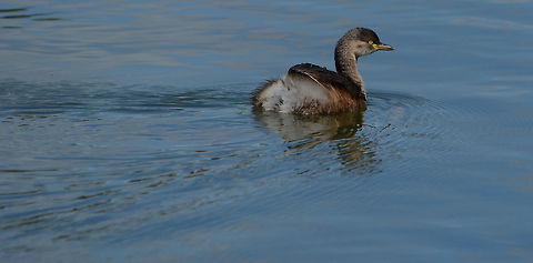 Little Dabchick This very shy little bird likes to keep away from the shore so I got lucky with this one, taken at my favourite water bird location Black Duck reserve Murrumba Downs. Australia,Geotagged,Little Grebe,Spring,Tachybaptus ruficollis