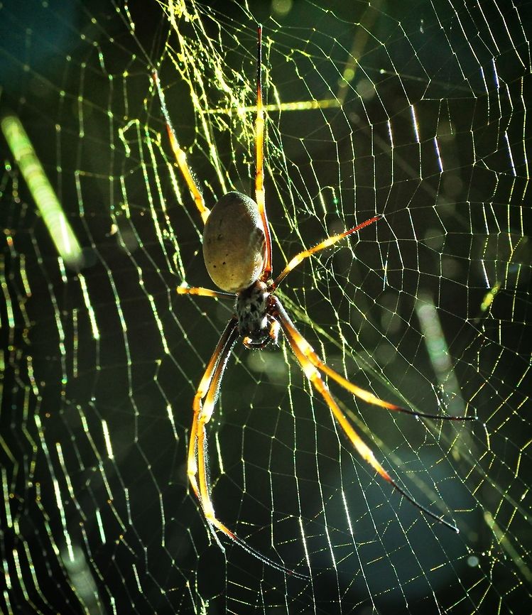 Catching Some Rays I watched this one grow to quite a big spider and I didn't take long, it made its web in a high traffic area above peoples heads much to their consternation! Australia,Fall,Geotagged,Nephila plumipes