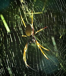 Catching Some Rays I watched this one grow to quite a big spider and I didn't take long, it made its web in a high traffic area above peoples heads much to their consternation! Australia,Fall,Geotagged,Nephila plumipes