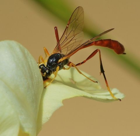 Caterpillar Hunter This large ichneumon wasp was successfully hunting a caterpillar just to insert an egg into it, after a second or to the caterpillar carried on eating as if nothing had happened!  Australia,Geotagged,Heteropelma scaposum,Two-toned caterpillar parasite,Winter