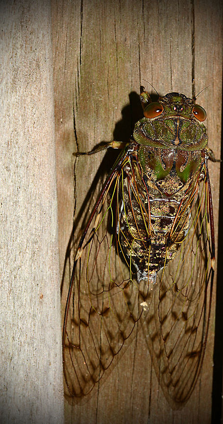 Gold Dust Cicada 2  Cosmopsaltria papuensis,Geotagged,Papua New Guinea,Spring
